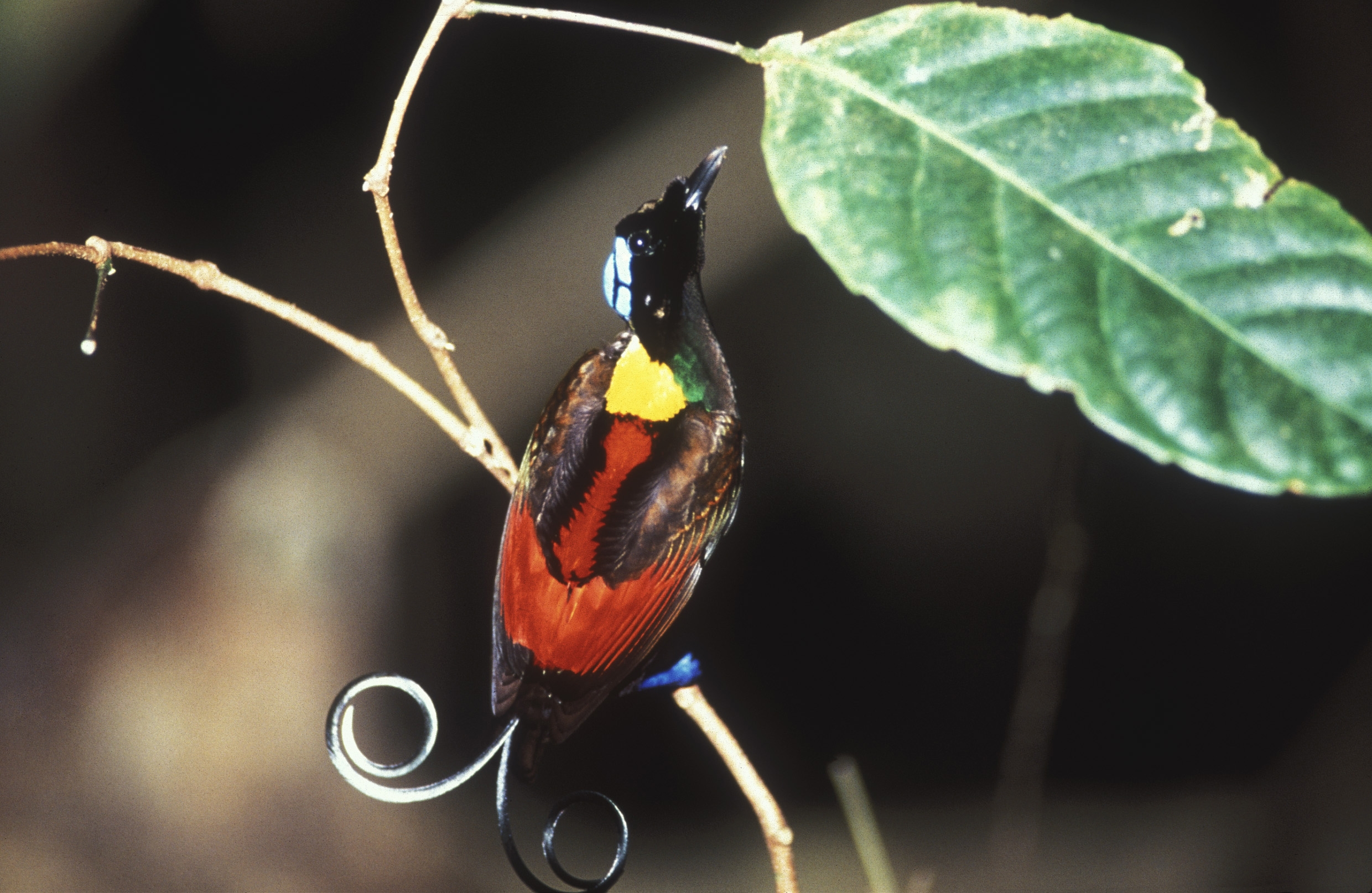 Kartu su „Ornitostogomis“ švenčiam: Davidui Attenborough – 100!